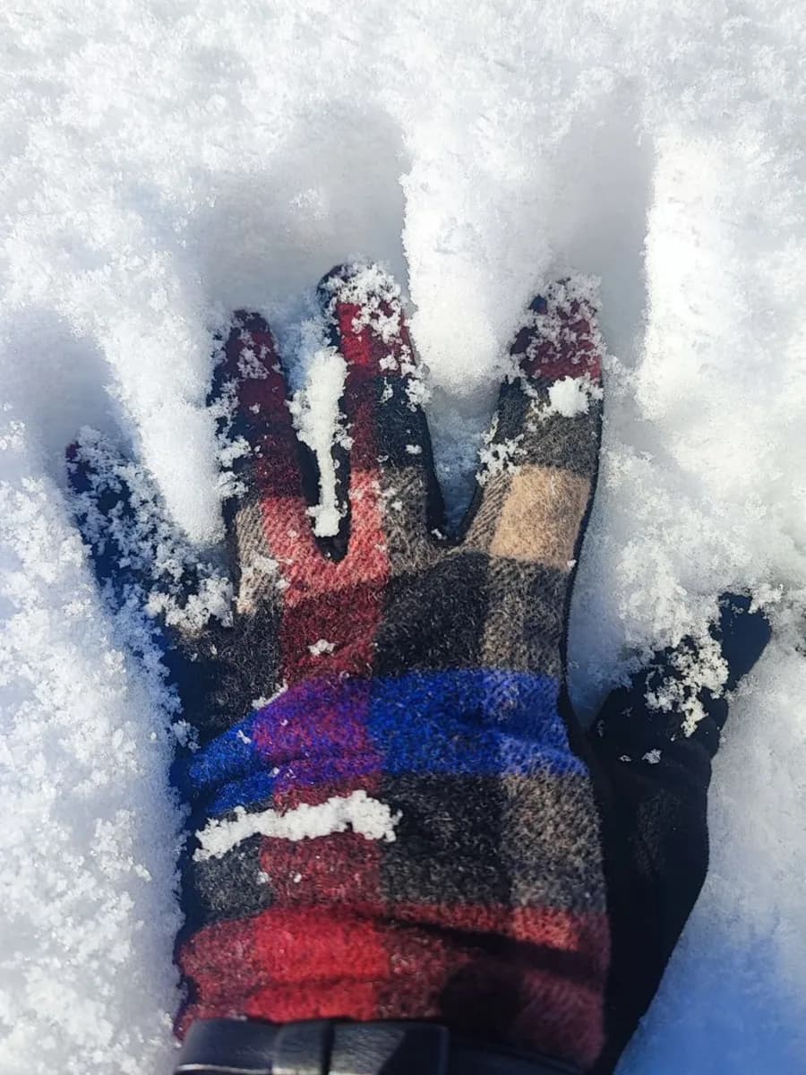 Thistle Lambswool Gloves